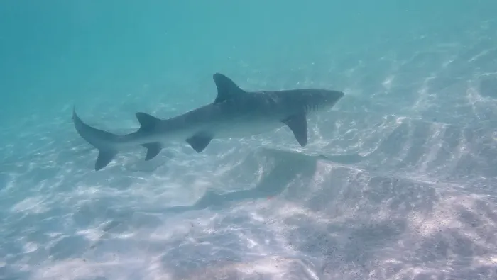 Framed Print : Lemon shark