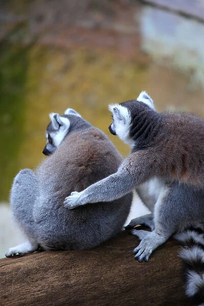 A lemur cuddle