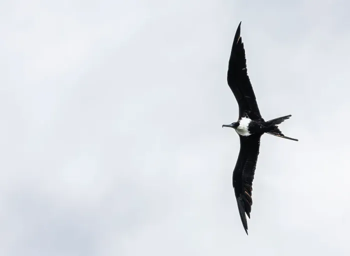 Framed Print : Lesser Frigatebird in flight