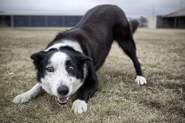 Lets Play. A border collie dog adopting the classic play crouch trying