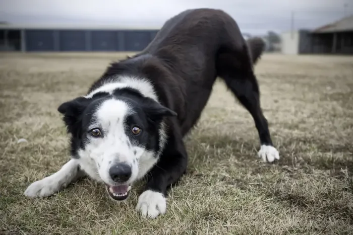 Framed Print : Lets Play. A border collie dog adopting the classic play crouch trying Framed Print : Lets Play. A border collie dog adopting the classic play crouch trying
