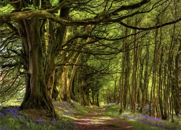 Framed Print : Lewesdon hill spring Framed Print : Lewesdon hill spring