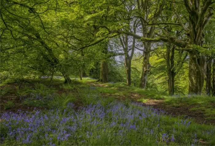 Framed Print : Lewesdon Hill Spring Framed Print : Lewesdon Hill Spring