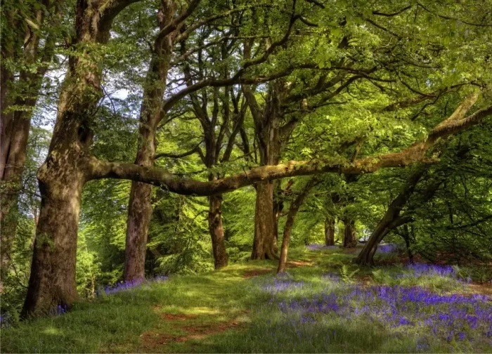 Framed Print : Lewesdon Hill springtime Framed Print : Lewesdon Hill springtime