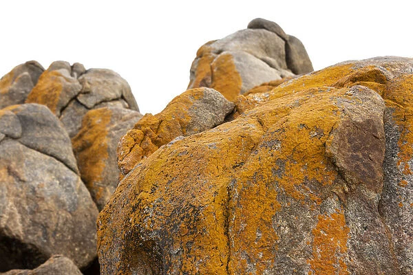 Lichen boulders
