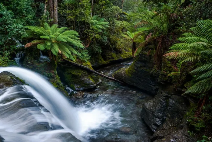 Framed Print : Liffey Falls, Tasmania