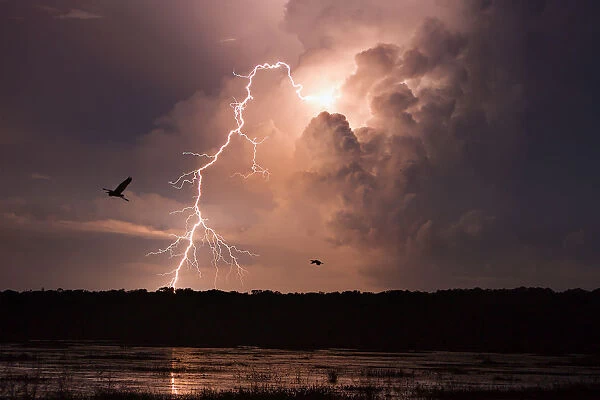 Lightning Speed. Lightning after dark from Fogg Dam, Northern Territory with birds
