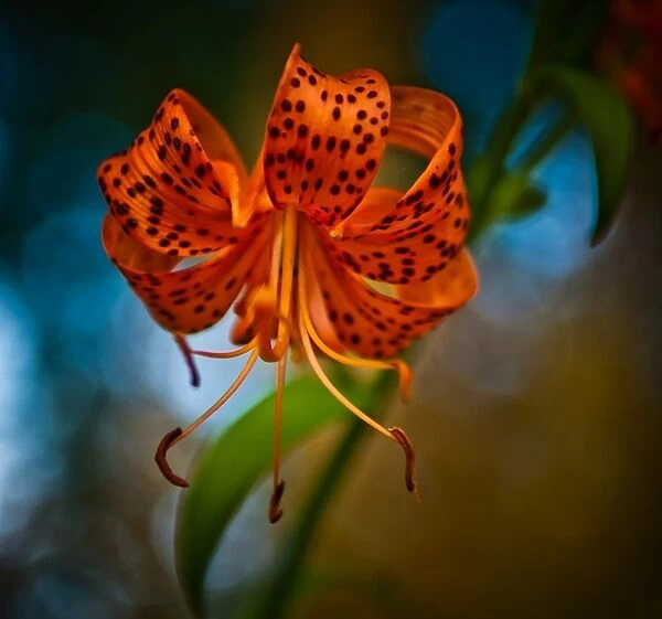 Lillium. Tiger Lily in full bloom