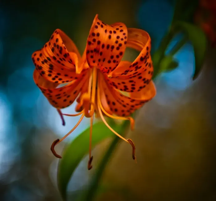 Framed Print : Lillium. Tiger Lily in full bloom Framed Print : Lillium. Tiger Lily in full bloom