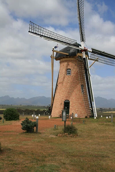 Lily Dutch Windmill