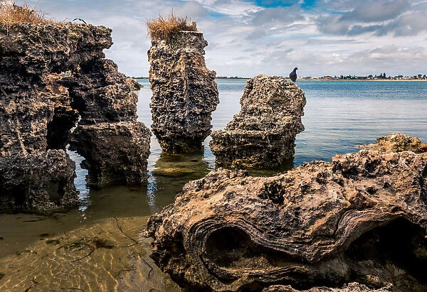 Limestone shore of Penguin Island, Western Australia