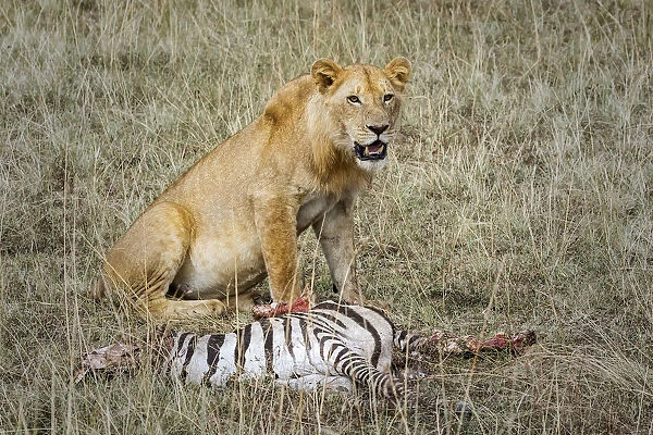 Lion Kill, Masai Mara, Kenya