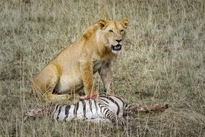 Framed Print : Lion Kill, Masai Mara, Kenya Framed Print : Lion Kill, Masai Mara, Kenya