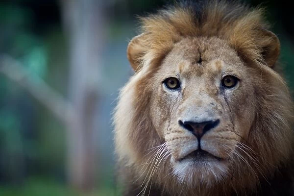 Lion stare