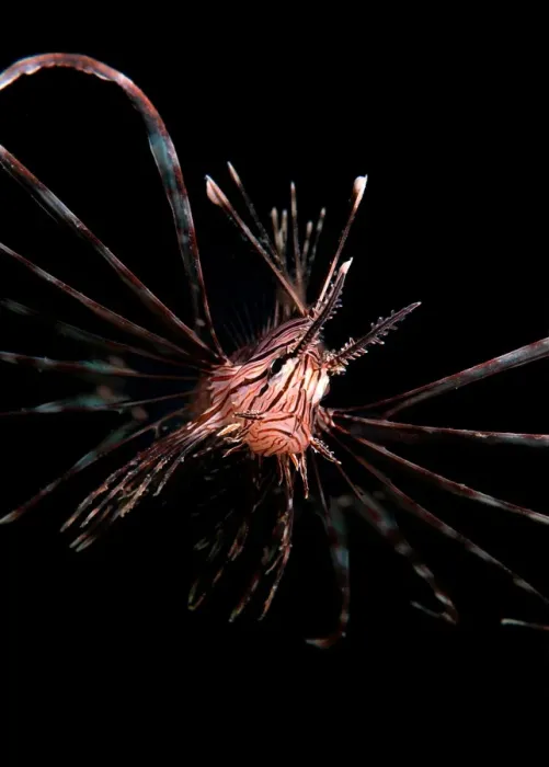 Framed Print : Lionfish at night