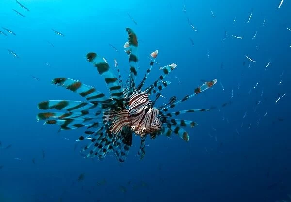 Lionfish with school of fish