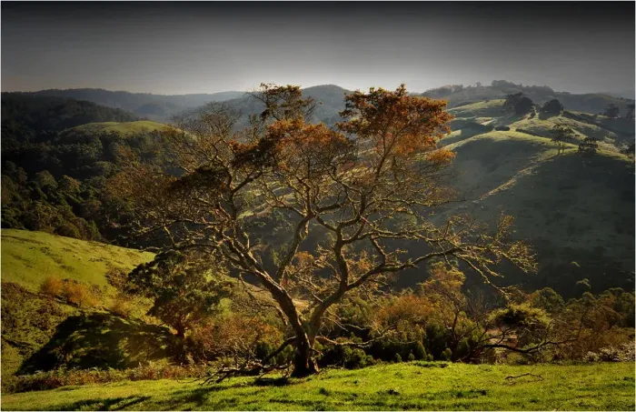 Framed Print : Back lit tree in the Otway ranges, Victoria, Australia