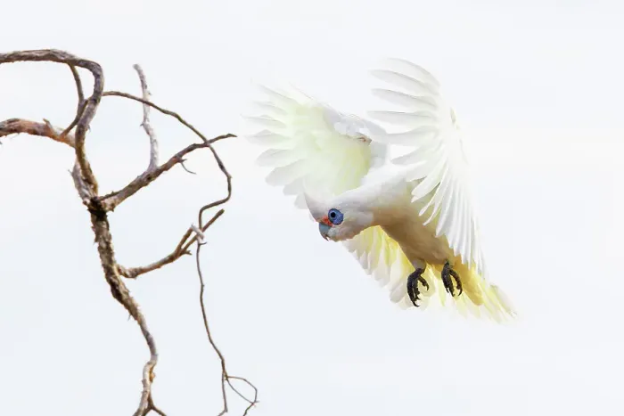 Framed Print : The Little Corella (Cacatua sanguinea) in flight over Lake Monger, Western Australia