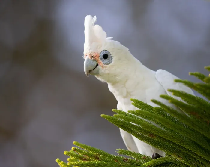 Framed Print : Little Corella in a tree Framed Print : Little Corella in a tree