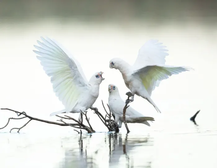 Framed Print : Little Corellas dispute