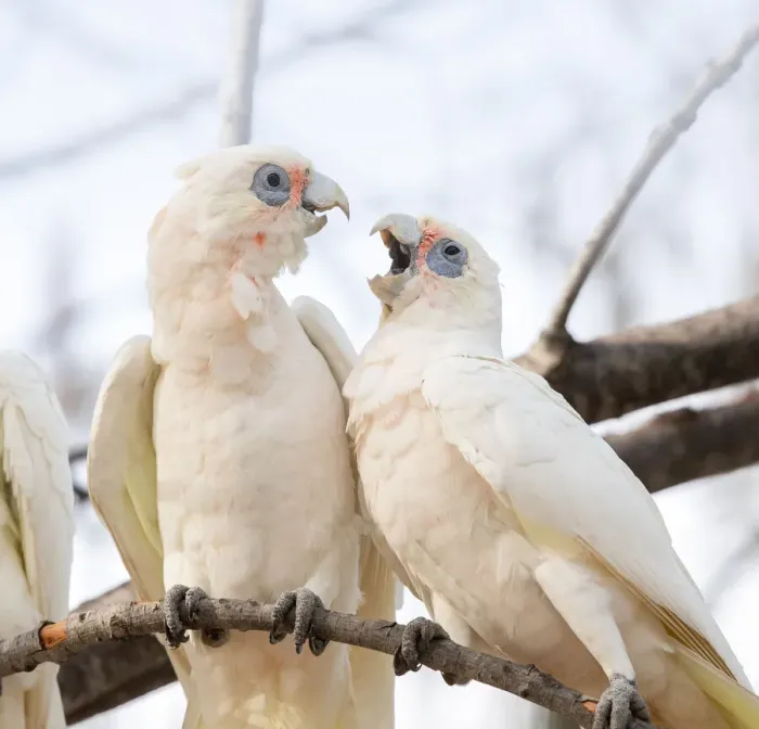 Framed Print : Little Corellas being territorial