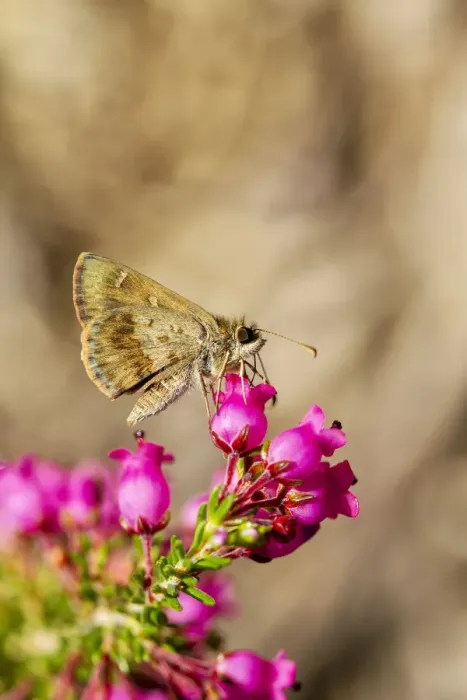 Framed Print : Little Darter Butterfly on a heather flower