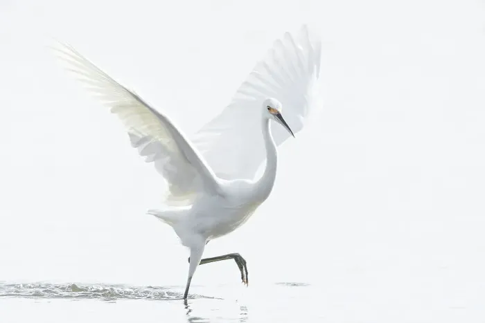 Framed Print : Little Egret Framed Print : Little Egret