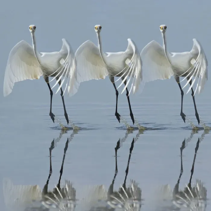 Framed Print : Little egret Framed Print : Little egret