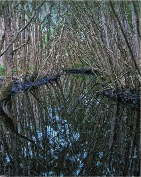 Framed Print : Little Grassy creek reflections, King Island, Bass Strait, Tasmania