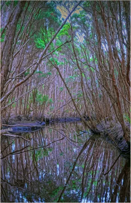 Framed Print : Little Grassy creek reflections, King Island, Bass Strait, Tasmania Framed Print : Little Grassy creek reflections, King Island, Bass Strait, Tasmania