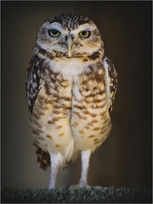 Framed Print : Little Owl