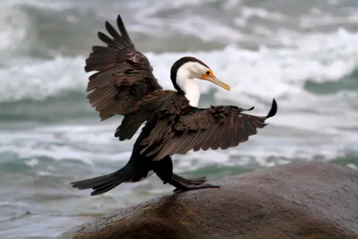 Framed Print : Little pied cormorant Framed Print : Little pied cormorant