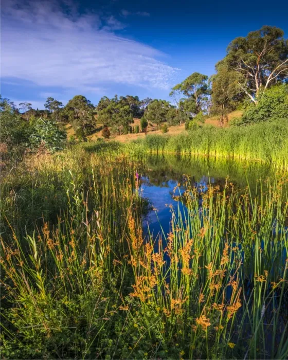 Framed Print : Livingstone Creek reserve at Omeo, in the Alpine mountainous region of north east Victoria, Australia Framed Print : Livingstone Creek reserve at Omeo, in the Alpine mountainous region of north east Victoria, Australia
