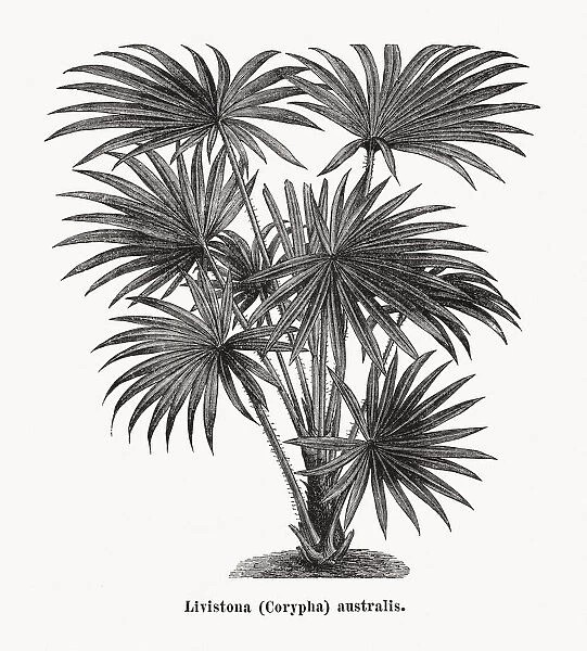 Livistona australis, wood engraving, published in 1873