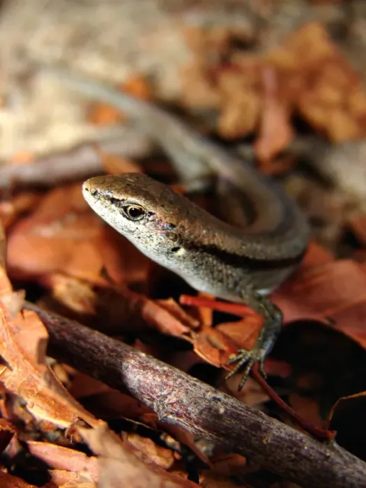 Framed Print : Lizard. I was out gardening this afternoon and noticed a family of lizards