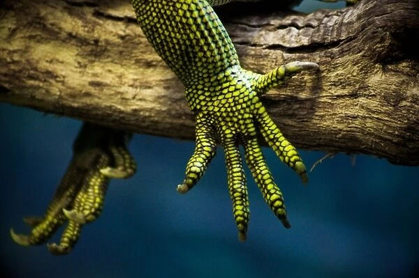 Lizard claws