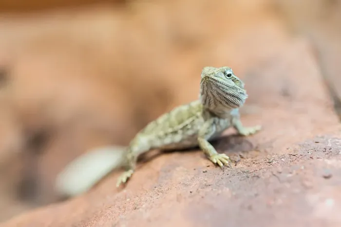 Framed Print : Lizard Closeup