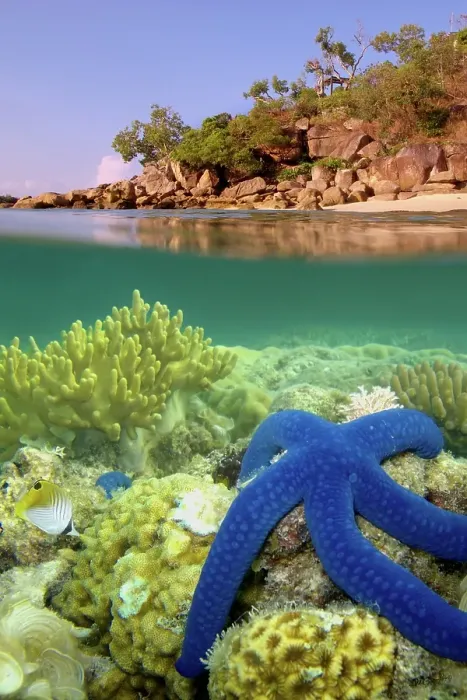 Framed Print : Lizard Island reef