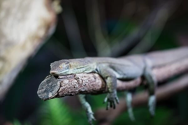 Lizard sleeping on tree branch with eyes closed