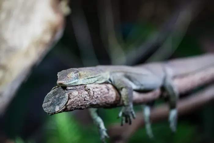 Framed Print : Lizard sleeping on tree branch with eyes closed