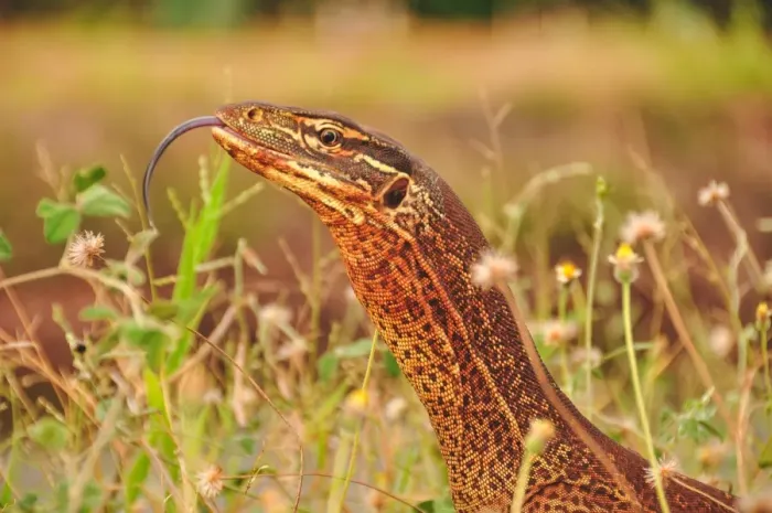 Framed Print : Lizard tongue