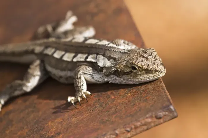 Framed Print : Lizard on tracker plow