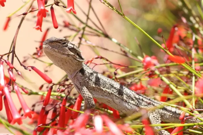 Framed Print : Lizard-Western-Bearded-Dragon
