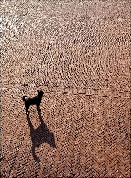 Lone dog and its shadow in Bhaktapur, Nepal
