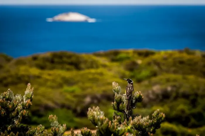 Framed Print : Lone Island near Albany Wind Farm Framed Print : Lone Island near Albany Wind Farm
