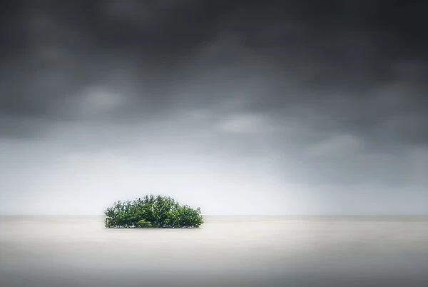 Lone mangrove