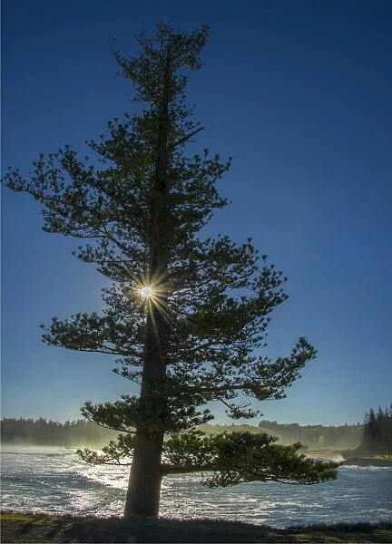 Lone pine at hunter Point with a sunstar shining through, Norfolk Island