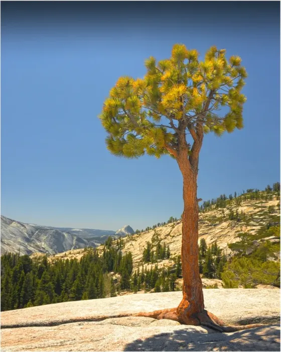 Framed Print : Lone pine at Olmsted point, Yosemite national park, California, USA