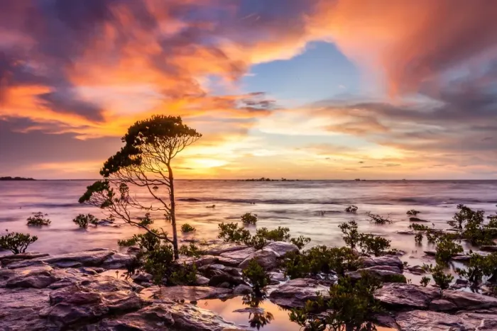 Framed Print : Lone Tall Mangrove Framed Print : Lone Tall Mangrove