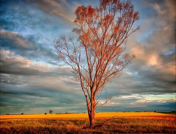 Lone tree in field of yellow at sunset